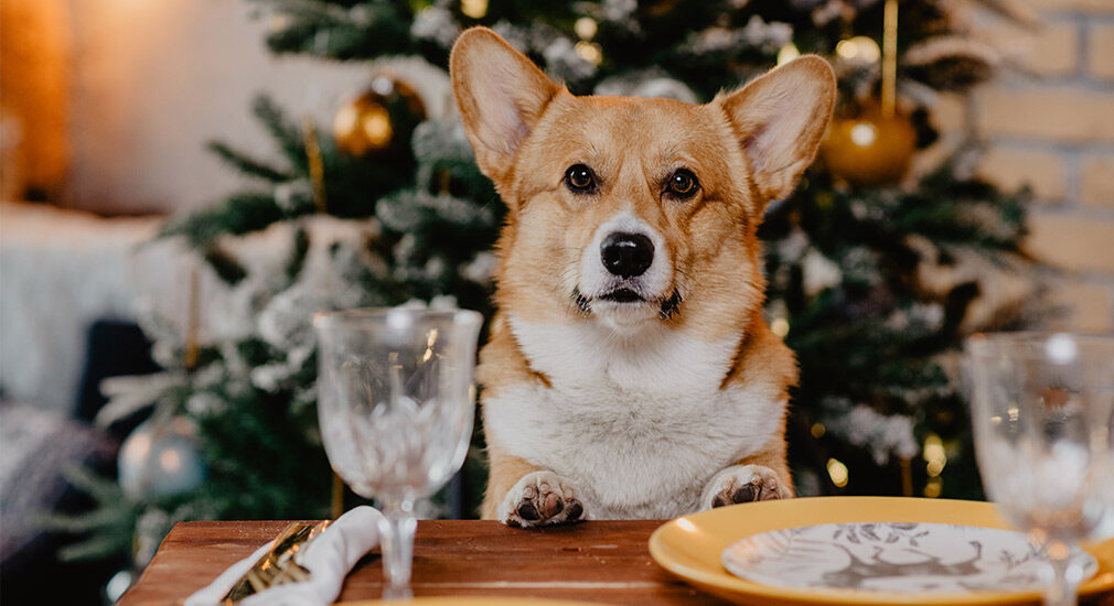 tb-kerstdiner-hond