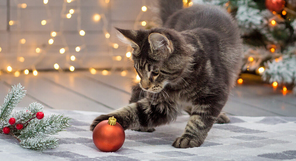 total-bite-blog-versiering